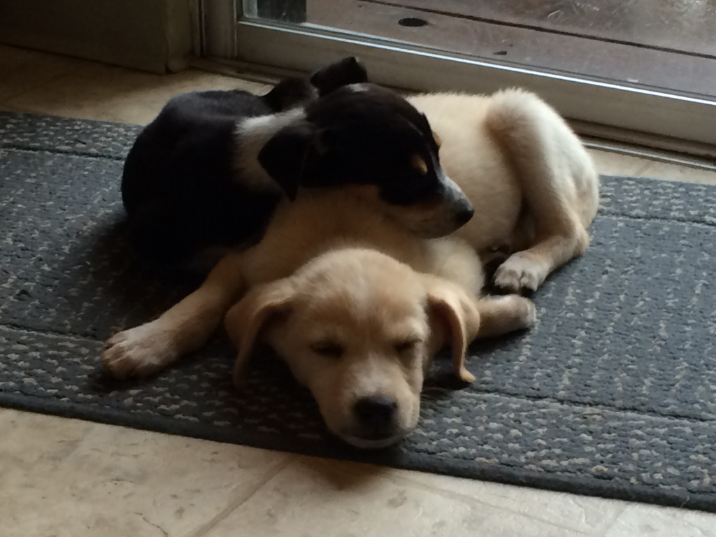 Karen's two dogs -- Harley and Davidson.